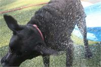 daycare pic 81 - shake it off